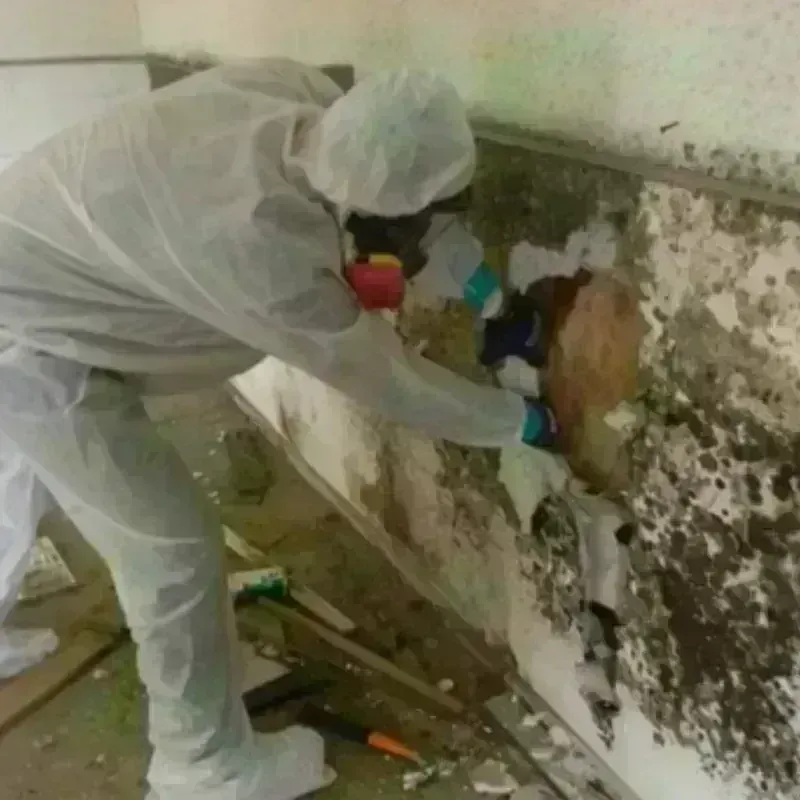 Mold Remediation and Removal in Tahoka, TX